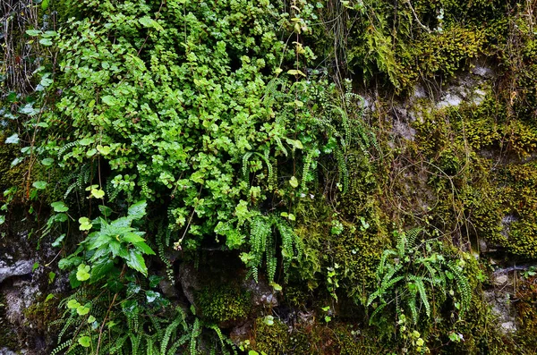 Pared pedregosa cubierta de musgo verde y helecho — Foto de Stock