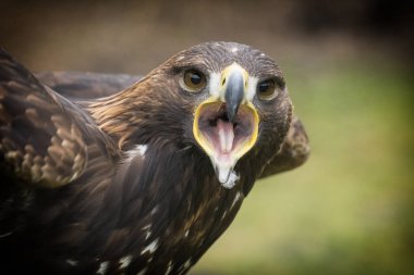 Altın Kartal, aquila chrysaetos