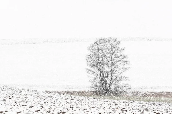 Campo Nevado Con Árboles Nieve Descenso República Checa — Foto de Stock