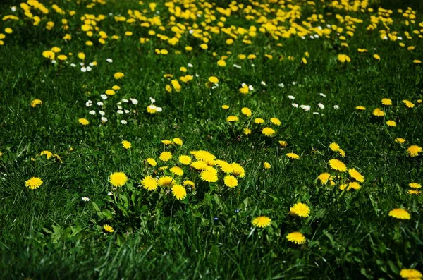 Manantiales Prados Con Flores Dandelión República Checa — Foto de Stock