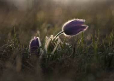 Büyük pasque çiçek, Pulsatilla grandis
