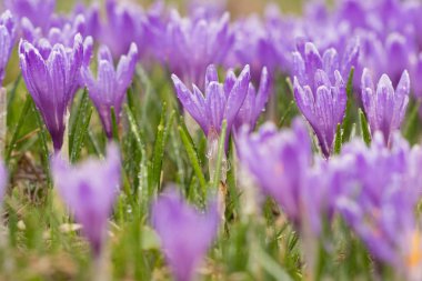 Crocus albiflorus çiçek
