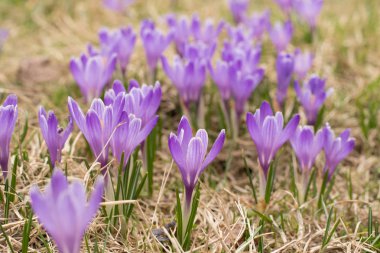 Crocus albiflorus çiçek