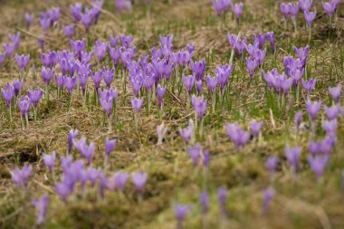 Crocus albiflorus çiçek