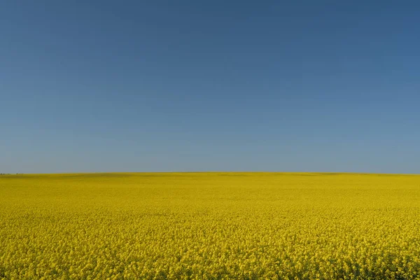 푸른 하늘을 가진 노란 강간 지역 — 스톡 사진