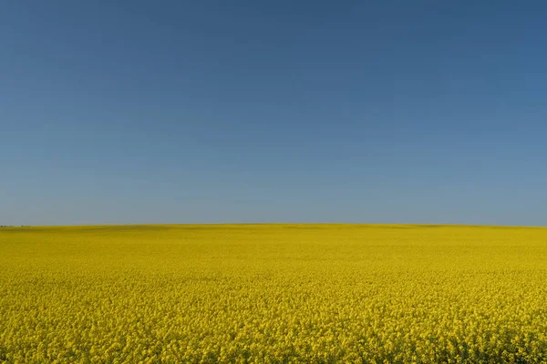 Gult rapsfält med blå himmel — Stockfoto