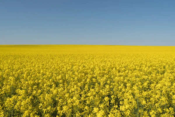 Żółte pole rzepaku z błękitnym niebem — Zdjęcie stockowe