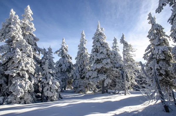Campagne enneigée avec des arbres recouverts de glace, République tchèque — Photo