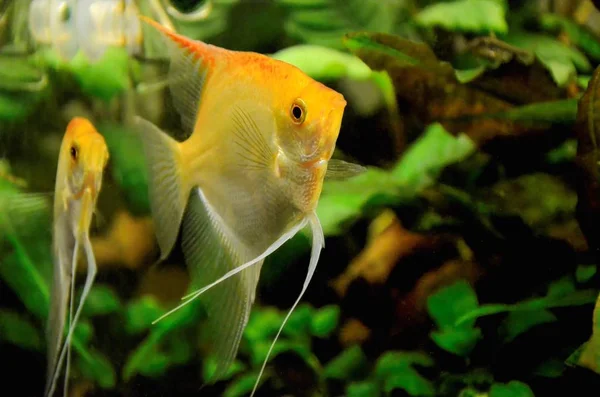 緑の植物を持つ水族館の2つの白いエンジェルフィッシュ、 Pterophyllum — ストック写真