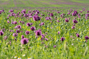 Bloom bahar sahada mor haşhaş
