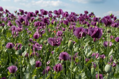 Bloom bahar sahada mor haşhaş