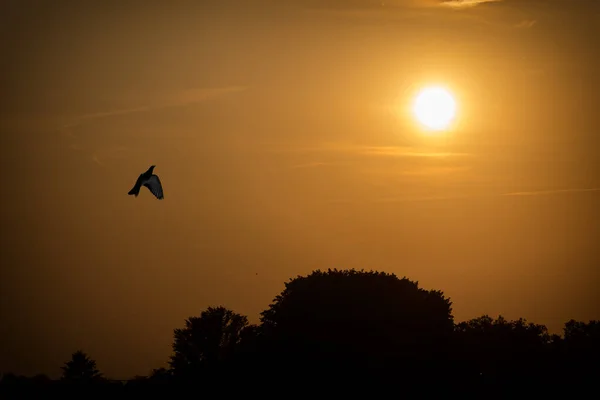 Paloma que vuela al sol — Foto de Stock