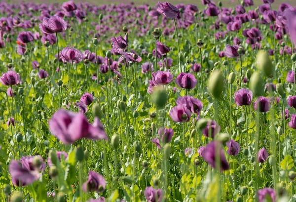 Purple poppy in the bloom on the field in the spring