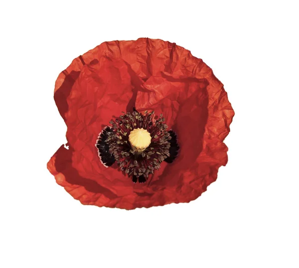 Red Opium Poppy Isolated White — Stock Photo, Image