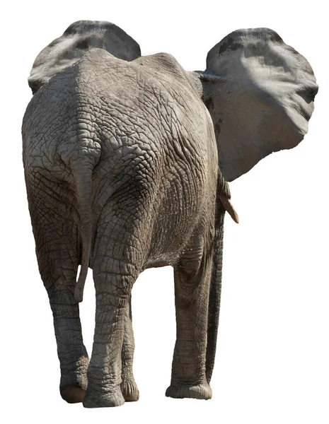 Complete Elephant Isolated White Rear View — Stock Photo, Image