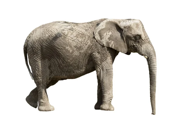 Elefante Completo Isolato Bianco — Foto Stock