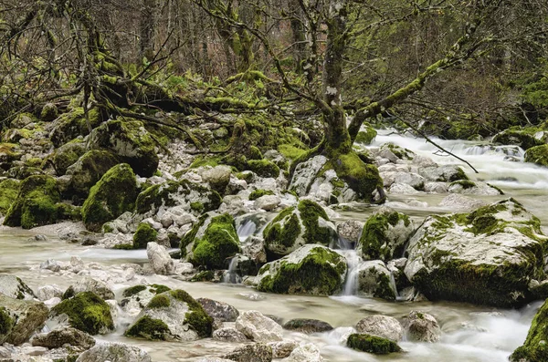Beautiful white wild river, Sava with stones Slovenia — Stock Photo, Image