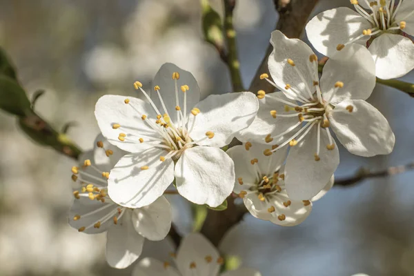 Apple tree in bloom on spring, Czech Republic — Stock Photo, Image