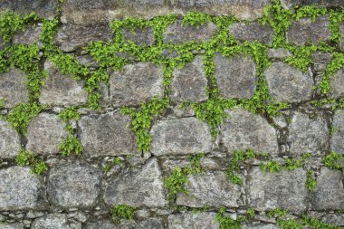 Çimenli ve eğreltiotlu taş duvar