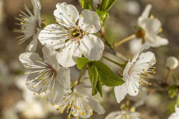 Apple Tree Bloom Spring — Stock Photo, Image