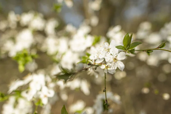 Apple Tree Bloom Spring — Stock Photo, Image