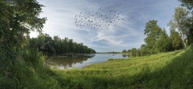 Yaz boyunca kuşlar akın eder ve gölet çevresinde yeşil ağaçlar, Bohdanec, Çek Cumhuriyeti