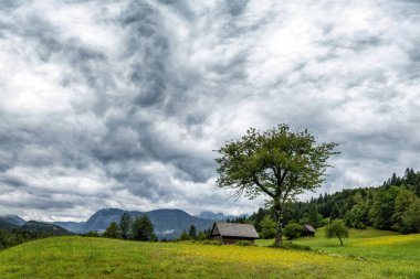 Julian Alpe, Stara Fuzina, Slovenya 'da ahşap evle yeşil çayır, büyük ağaç ve sarı çiçekler