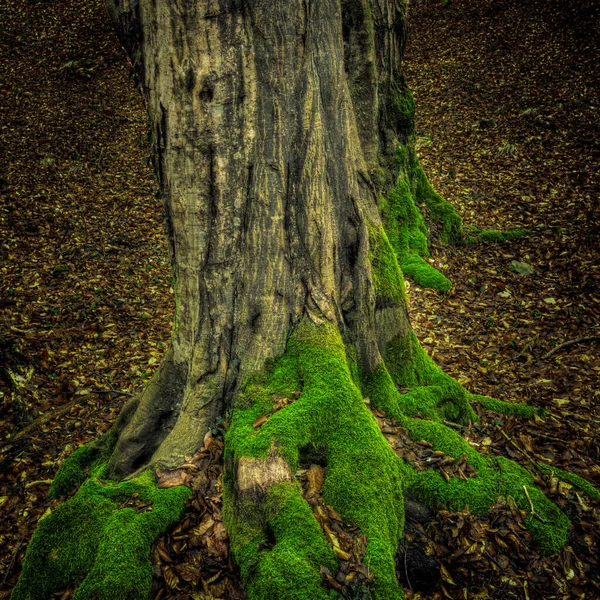 Grand vieux tronc de hêtre avec mousse verte en automne. République tchèque — Photo