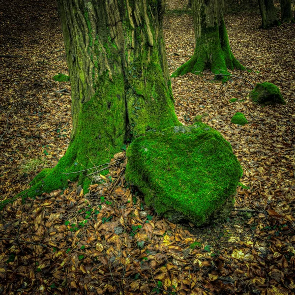 Gran tronco de haya vieja cubierta de musgo verde y piedra musgosa en forma de corazón en otoño. República Checa — Foto de Stock