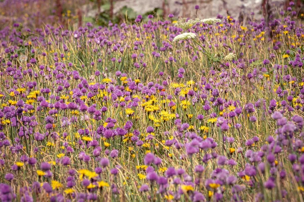 Pradera Muntain con ajo silvestre y dientes de león cerca de Lagos Triglav lodge, Eslovenia —  Fotos de Stock