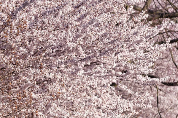 Blooming sakura trees in the spring in sunny day, Slovenia — Stock Photo, Image