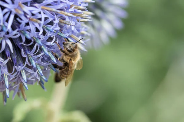 蜜蜂在大蒜开花上的细节，捷克共和国 图库图片