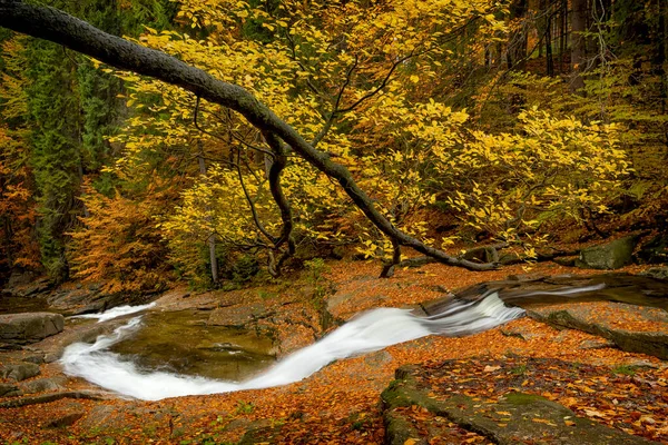 Mumlava River with water stream, Harrachov, Krkonose, Czech Republic 免版税图库照片