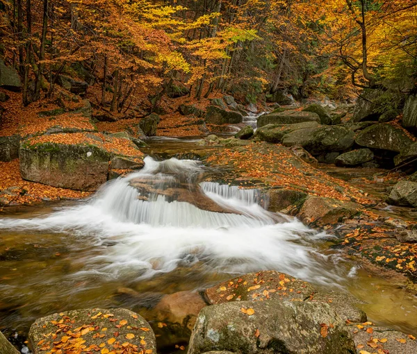 Mumlava River with water stream, Harrachov, Krkonose, Czech Republic 免版税图库图片