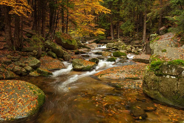 Mumlava river with water stream, Harrachov, Krkonose, Τσεχική Δημοκρατία Εικόνα Αρχείου