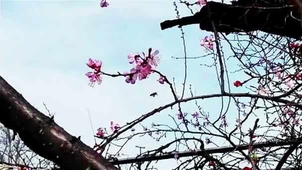 Abelha polinizando flor dos damascos secados — Vídeo de Stock