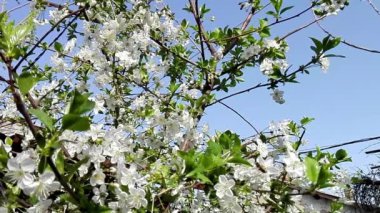 Yavaş yavaş uçan arı