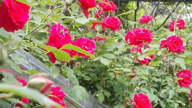 Gül çiçek üzerinde oturan arı.