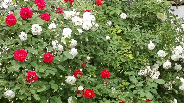 Rosas vermelhas e brancas lindamente floridas . — Fotografia de Stock