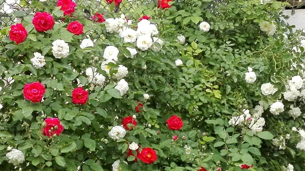 Beautifully flowering red and white roses. — Stock Photo, Image