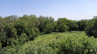 Ahşap yeşil bitkiler topluluğu arasında küçük glade.