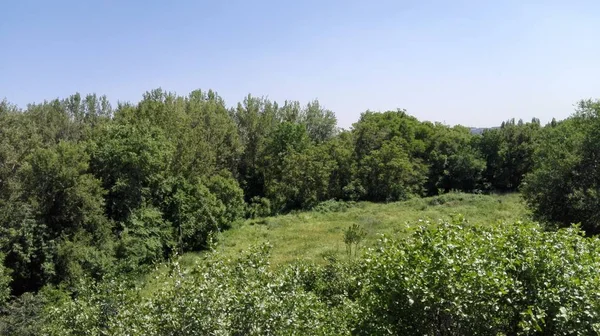 Ahşap yeşil bitkiler topluluğu arasında küçük glade.