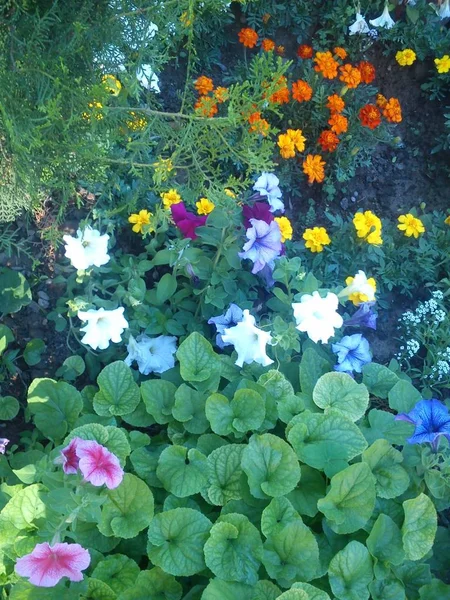 Beautifully,beautifully grow the flowerses. — Stock Photo, Image