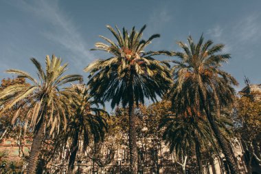 Barcelona yeşil avuç içi papağan kafe atmosfer sokaklarında