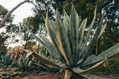 Şaşırtıcı aloe park Guelle İspanya Barcelona