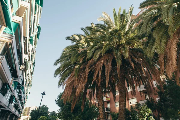 バルセロナ緑のヤシのオウムのカフェの雰囲気の街 — ストック写真