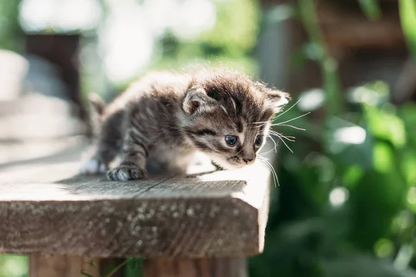 Cute Kitten Summer Greens — Stock Photo, Image