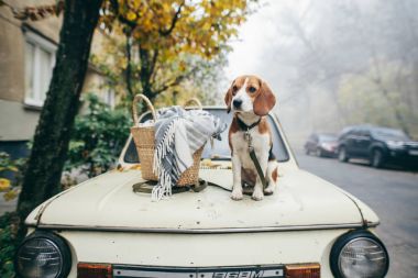 Beagle köpek. Evcil hayvan. En iyi dost.