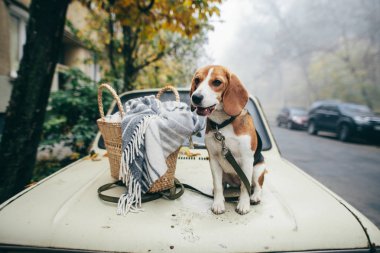 Beyaz arabanın sepet yakınında oturan Closeup Beagle köpek