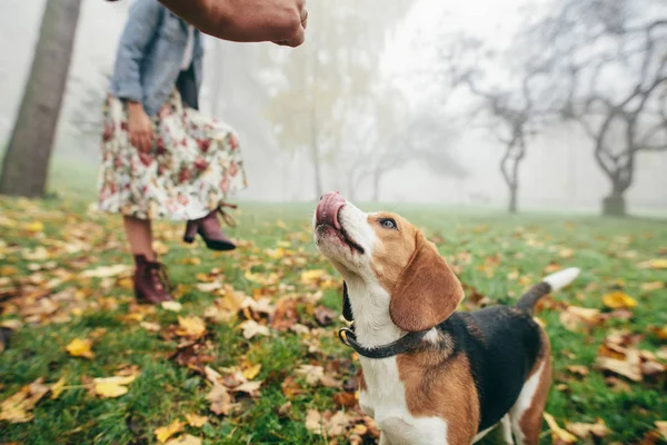 Feliz Casal Aproveitando Tempo Beagle Cão Parque — Fotografia de Stock